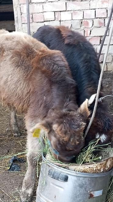 Коровы, быки: Продаю | Тёлка | На откорм | Привязанные — 1