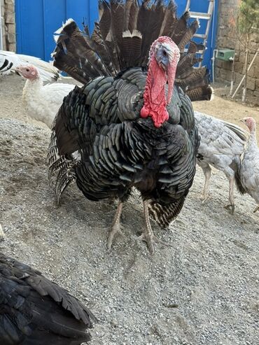 Hinduşka: Erkək, Damazlıq — 6