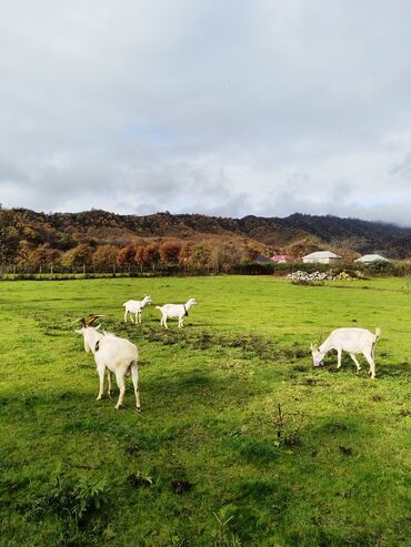Keçi, çəpiş: Sanen keçiləri satılır. Çəkilisdə heç bir effekt istifadə edilməyib — 1