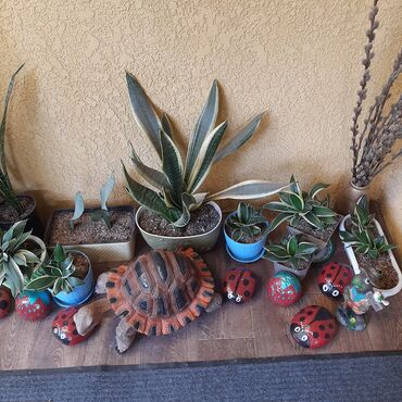 Садовые цветы и кустарники: Саженцы цветка: Пионы, Самовывоз at lalafo.kg — 26 Садовые цветы и кустарники: Саженцы цветка: Пионы, Самовывоз — 26