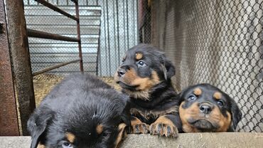 Собаки: Продаются щенки породы ротвейлер возрост 1месяц