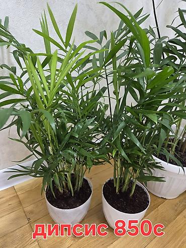 Декабристы: Зигокактус (рождественник, шлюмбергера) штамбовой формы в горшке. - — 12