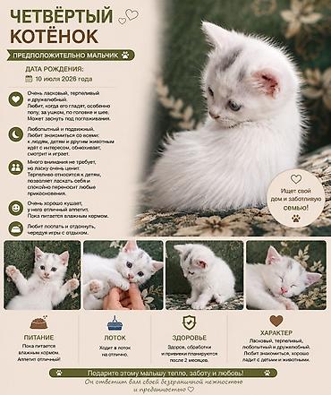 Мышыктар: Мышык бекер берилет: Породасыз, 2 айлык, Эркек, Лотокко барууга үйрөтүлгөн — 5