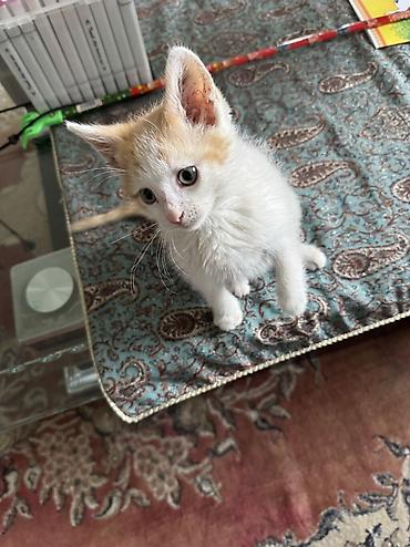 кошки манчкин: Кошка даром: Беспородная, 1 месяц, Мальчик — 4