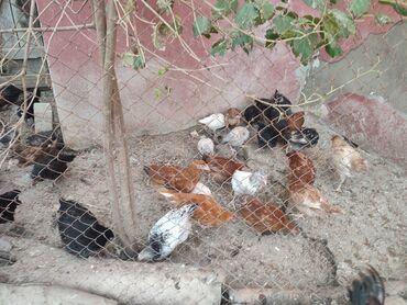 Digər quşlar: 2-3-4 aylıq cucelerdi.vaksinleri olub lasota çiçək vaksini.vitaminleri -da lalafo.az — 7 Digər quşlar: 2-3-4 aylıq cucelerdi.vaksinleri olub lasota çiçək vaksini.vitaminleri — 7