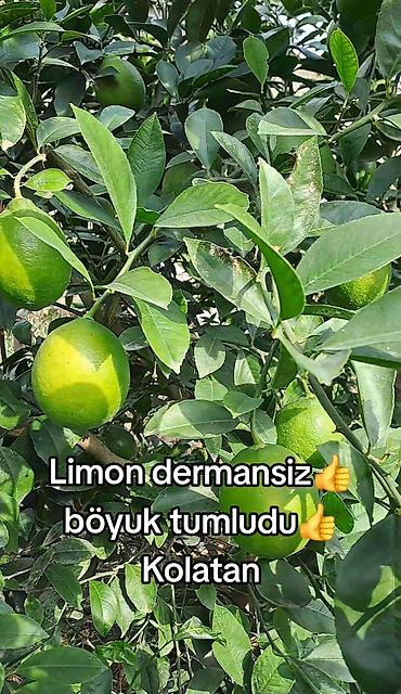 leziz dad qida mmc: Limon satışı – dərmansız, təbii becərilmiş. - Növ: Kolatan limonu - — 1