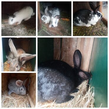 маленькие кролики: Кролики 5 месячные. Самцы и самки. Миксы полувеликаны до 6-7кг