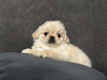 it evleri: Pekines, 2 ay, Erkek, Peyvəndli, Ünvandan götürmə