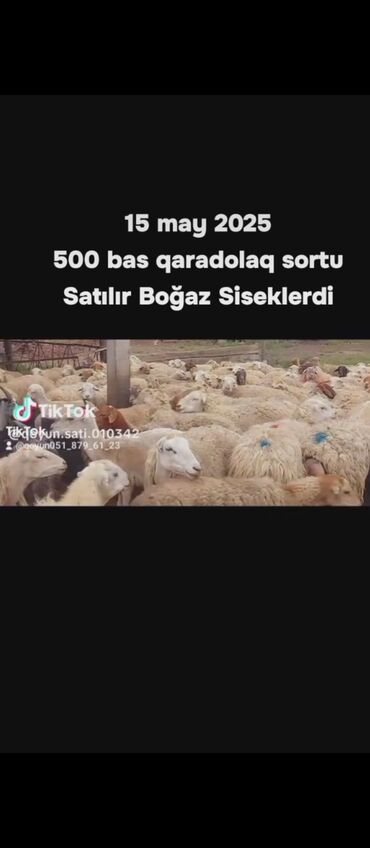 diri qoyun satisi: 15 May 500 bas qaradolaq sortu Boğaz siekler Satılır