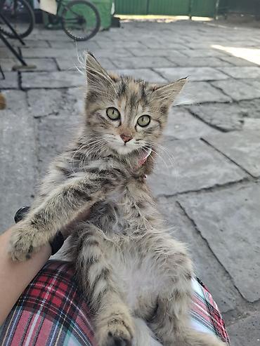 приют для котят: Кошка даром: Беспородная, 3 месяца, Девочка — 3