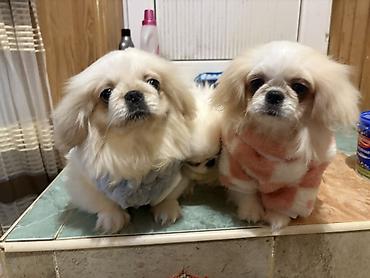 pişik yemi topdan: Pekines itler oz itlerimin balasidi qurd dermani verilib tam saglam — 1