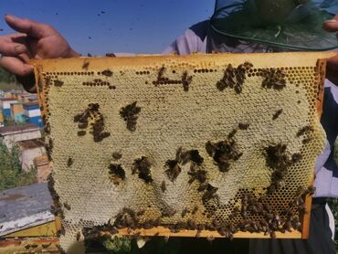 Мёд: Токтогульский мед,100℅чистый 1л-750сом 1бачок-15000т — 9