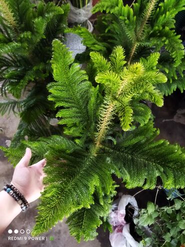 цветок хава: 🌲 Араукария – живая ёлочка у вас дома! 🌿 Вечнозелёное чудо, которое