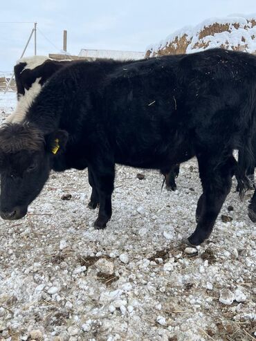 Коровы, быки: Продаю | Бык (самец) | Ангус | На откорм | Племенные — 6