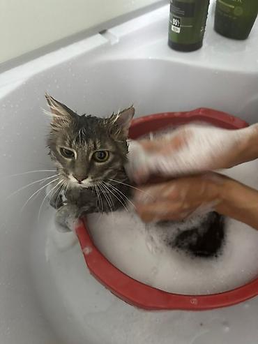 Отдам даром кошку: 1 год, Девочка, Приучена к лотку — 8