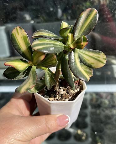 Другой декор и предметы интерьера: Продаю суккуленты: эхеверии, седумы, крассулы, эониумы алоэ — 10