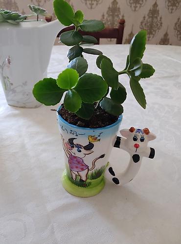 kala: 3 ədəd otaq bitkiləri: pul ağacı (krasula), daş gülü (echeveria) və — 9