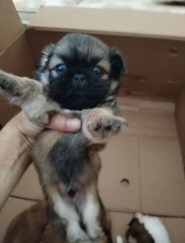 itlerin satisi 2017: Pekines, 2 ay, Erkek