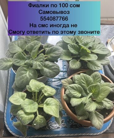 продажа цветов: Предлагаются комнатные растения: фиалки и тещин язык. Прекрасно