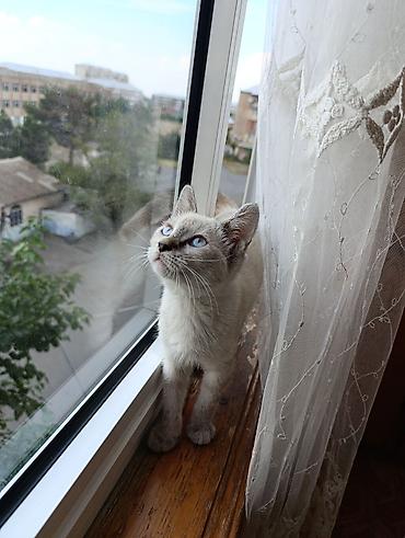 pişik satışı ucuz: Siam, Dişi, Yaxşı əllərə, Ünvandan götürmə — 2
