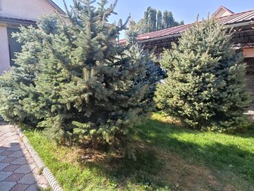 Декоративные деревья: Ели голубые (Иссык-Кульские) и туя западная для озеленения участка — 6