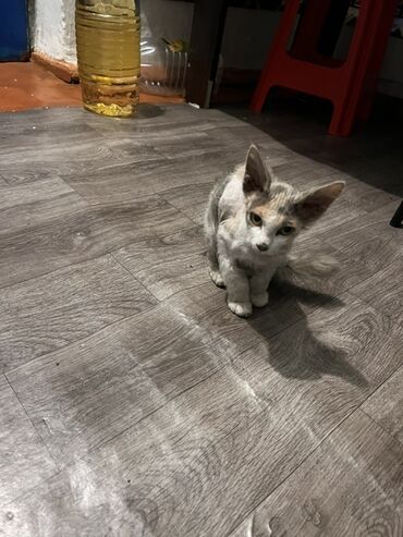 домик на дереве: Кошка даром: Донской сфинкс, Девочка, Метис