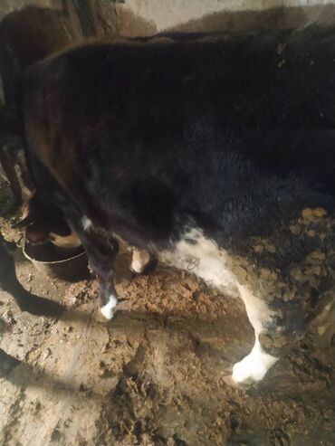 Inəklər, öküzlər: 30 ədəd inək, 16 düyə 26 dişi dana, 5 erkək dana,3 buzov satilir — 17