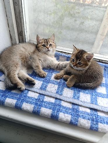 котята золотая шиншилла: Британские котята (шотландского типа у мамы нет — ушки прямые). Окрас — 4