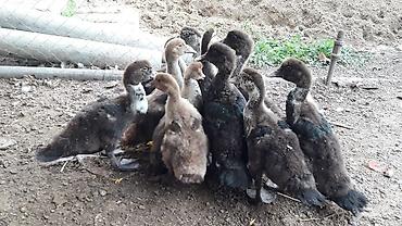 Утки: Musk ördəyi balaları (indo ducklings) – qarışıq rənglərdə sürü — 3