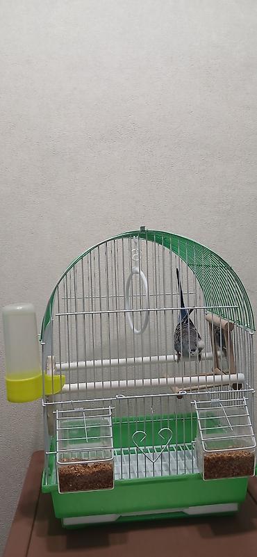Зоотовары: Клетка для мелких и средних декоративных птиц (волнистые попугаи — 10