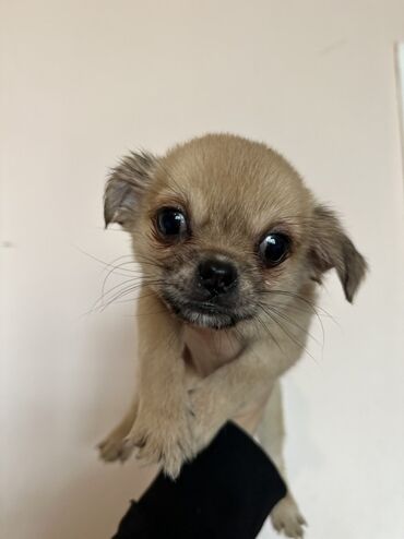 İtlər: Miniatür balaca it balaları - Cins: kiçik ölçülü dekorativ — 3