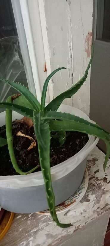 Otaq bitkiləri: 6-30 aznə qiymətlər mövcuddur — 8