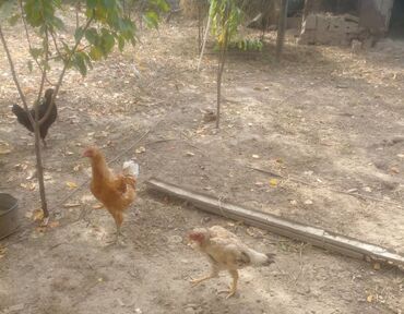 сколько стоит 1 кг домашних пельменей: Дакан тоок жөжөсү менен сатылат, арзан баада, шашылыш! Ак-Өргө жаңы