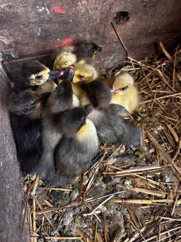 мощный игрушечный пистолет: Salam Lal ordek balalari satilir hal hazorda 15 eded var yene çıxışlar