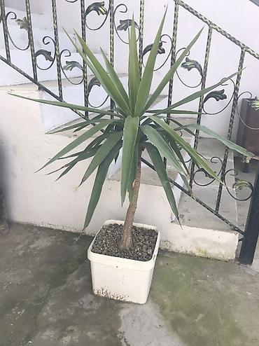 roza: Yucca (Yukka) otaq bitkisi - Növ: Yucca elephantipes tipli dekorativ — 2