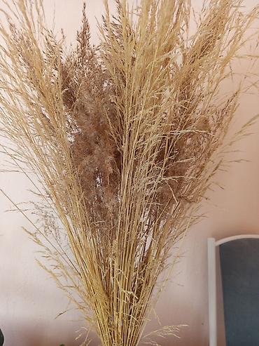 Другие комнатные растения: Комнатные растения в горшках Предлагаются комнатные растения на — 10