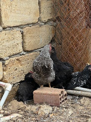 quş satışı: Toyuqlar satılır
Topdan satılır 5 man — 3