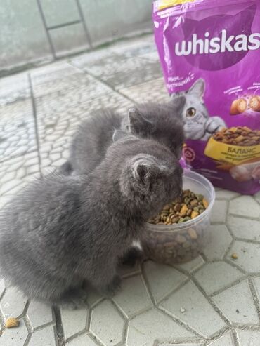 продаю дойных коров: Отдам котят в хорошие руки если хотите с мамой. Срочно отзовитесь