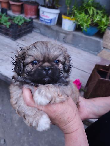 İtlər: Pekines, 1 ay, Erkek — 2