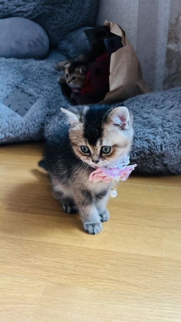 Pişiklər: Şinşilla, Dişi — 1