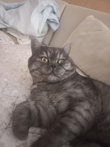 Disi pisik axtariram cutlesdirmeye.pul istemirem lalafo.az -da Disi pisik axtariram cutlesdirmeye.pul istemirem