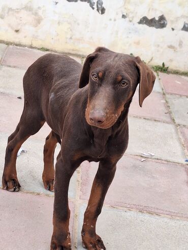 pulsuz piwik: Doberman, 4 ay, Dişi, Sənədli, Pulsuz çatdırılma