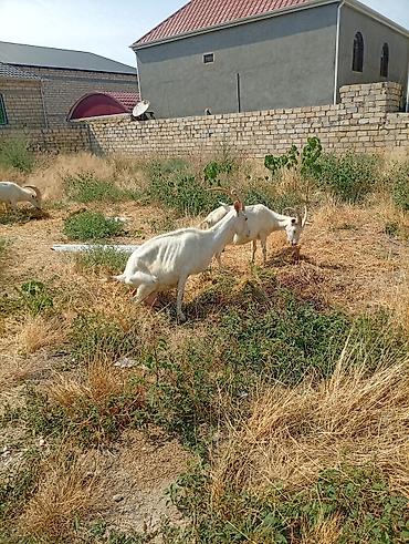 Keçilər, çəpişlər: Südlük keçilər – 3 baş TAM SAF KAN MACAR SANEN KEÇİLERİ KULAKLARINDA — 9