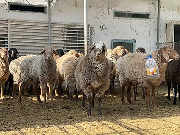 Баран, овца: Продаю | Баран (самец) | Арашан | На забой — 9