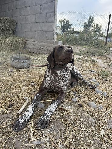 Продажа собак: Курцхаар, 3 года, Самка, С родословной — 3