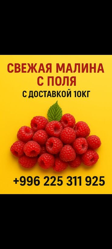 сколько стоит кг яблок: Малина Оптом