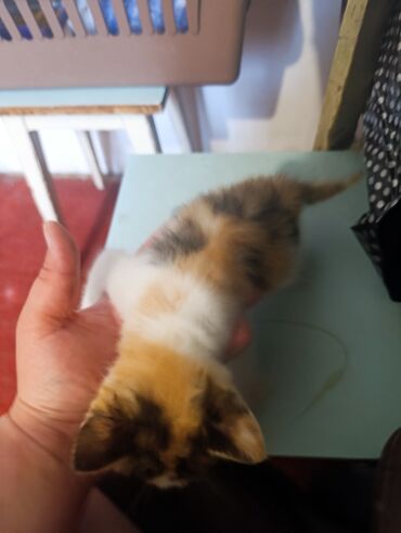 котята добрые руки: Кошка даром: Беспородная, 1 месяц, Девочка, Приучена к лотку, Проглистована