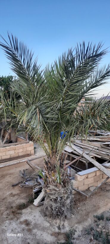 ev bitkiləri: Xurma (palma) ağacı - hündürlüyü 4 metrə yaxındır. Ünvan. Bakı şəhəri