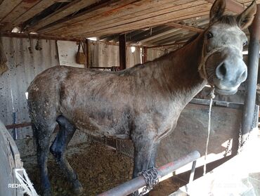 купить немецкий дог: Сатам | Жылкы (эркек) | Жумушка | Мерин