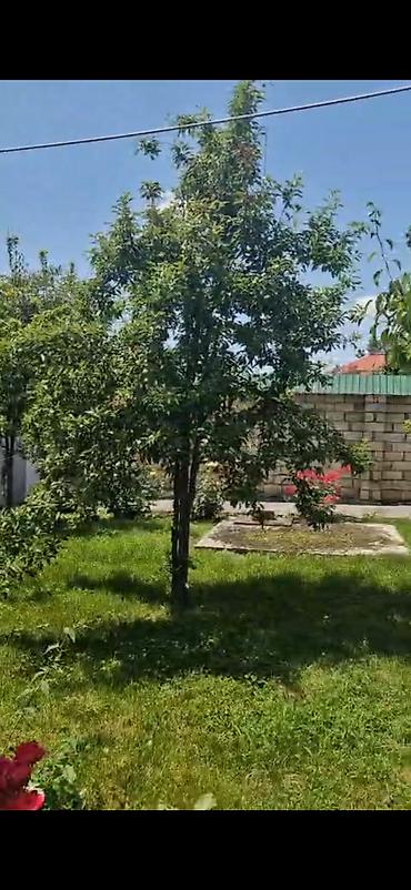 Недвижимость: 3 комнаты, 115 м², Свежий ремонт — 3